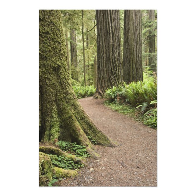 CA, Jedediah Smith State Park, Simpson-Reed Photo Print (Front)