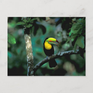 CA, Panama, Soberania NP, Keel-billed Tucan in Postcard