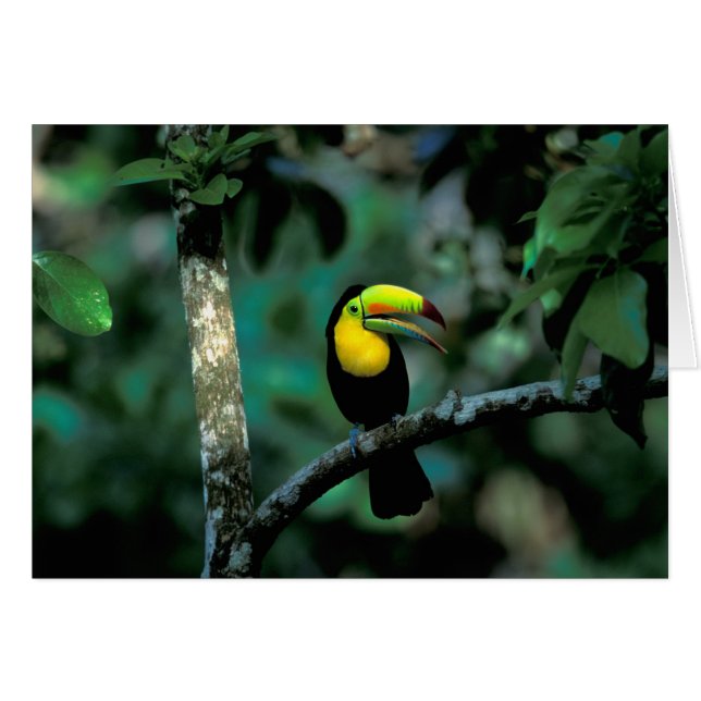 CA, Panama, Soberania NP, Keel-billed Tuccan (Front Horizontal)