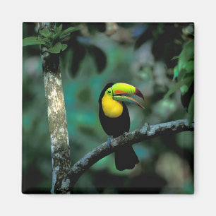 CA, Panama, Soberania NP, Keel-billed Tuccan Magnet