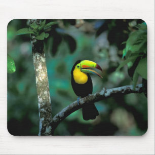CA, Panama, Soberania NP, Keel-billed Tuccan Mouse Mat