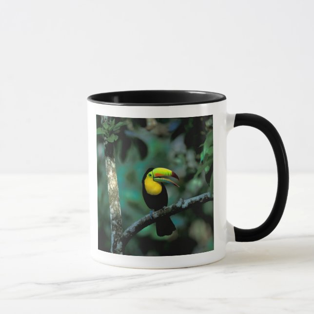 CA, Panama, Soberania NP, Keel-billed Tuccan Mug (Right)