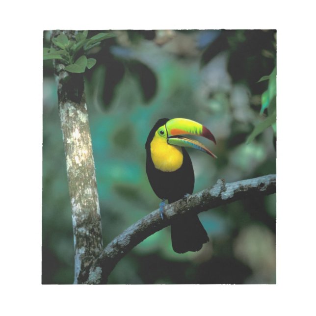 CA, Panama, Soberania NP, Keel-billed Tuccan Notepad (Front)
