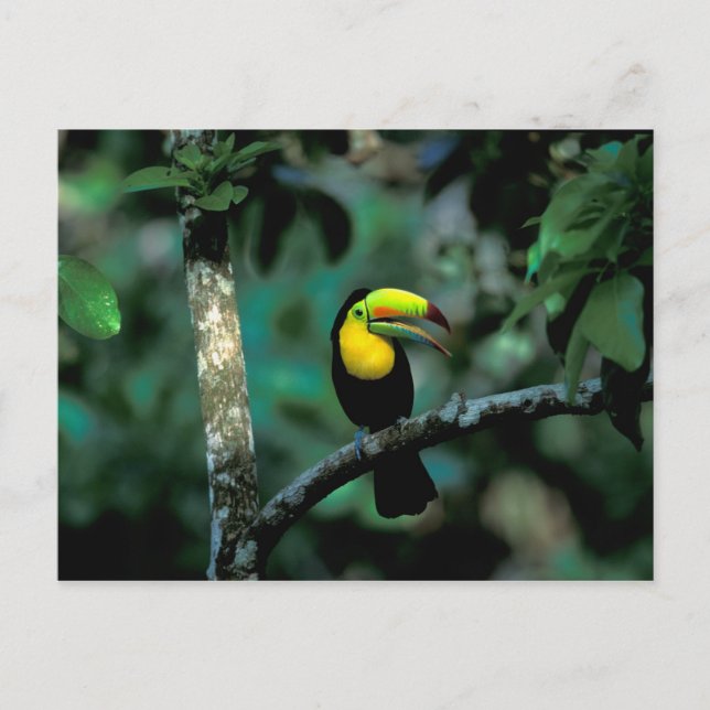 CA, Panama, Soberania NP, Keel-billed Tuccan Postcard (Front)