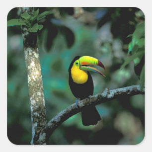 CA, Panama, Soberania NP, Keel-billed Tuccan Square Sticker