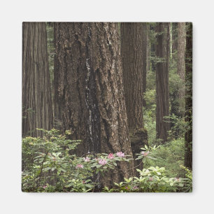 CA, Prairie Creek State Park, Coast Magnet