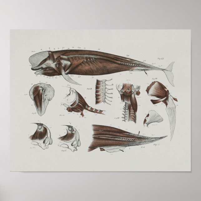 Caaing Pilot Whale Anatomy Print Marine Biology (Front)