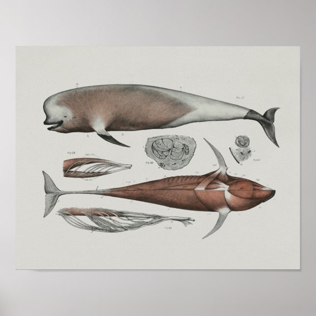 Caaing Pilot Whale Anatomy Print Marine Biology (Front)