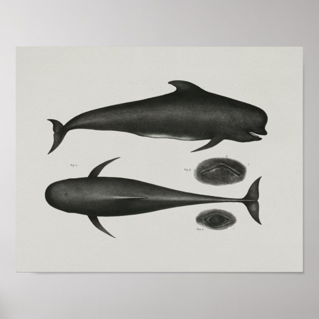 Caaing Pilot Whale Vintage Print Marine Biology (Front)