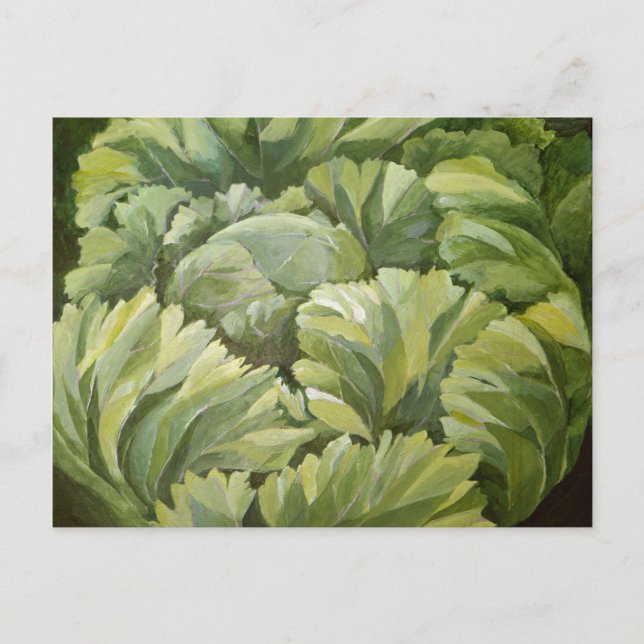 Cabbage 2013 postcard (Front)