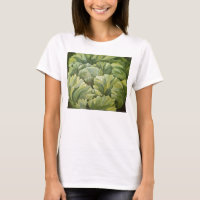 Cabbage 2013