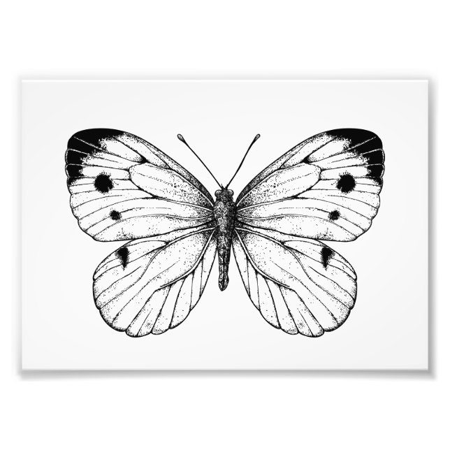 Cabbage butterfly photo print (Front)