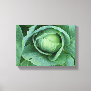 Cabbage Canvas Print