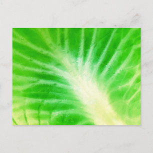 Cabbage Leaf Postcard