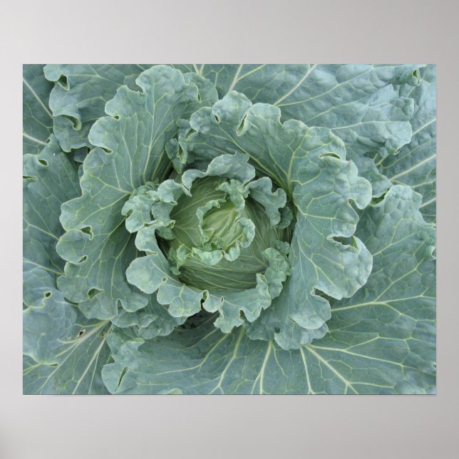Cabbage Leaves, Cabbage Plant Top Poster (Front)