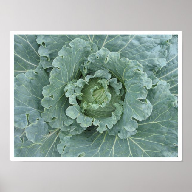 Cabbage Leaves, Cabbage Plant Top Poster (Front)
