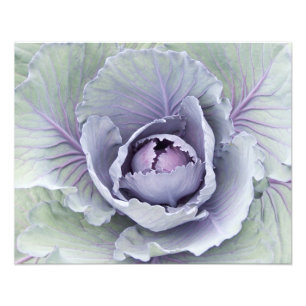 Cabbage Photo Print