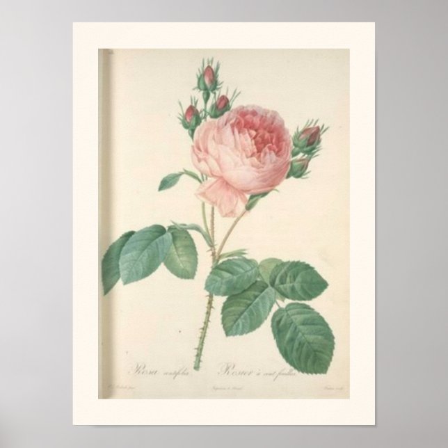 Cabbage Rose Botanical English Roses Poster (Front)