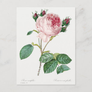 Cabbage rose by Pierre-Joseph Redouté (1759–1840). Postcard