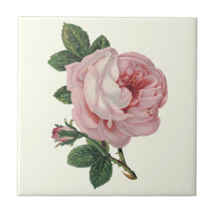 Cabbage Rose of Soft Pastel Pink and Green Leaves Tile