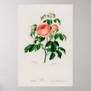 Cabbage Rose (Rosa Centifilia) Poster