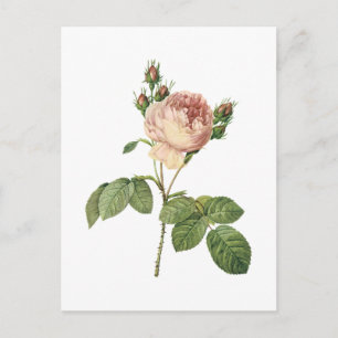 cabbage rose (Rosa centifolia) by Redouté Postcard