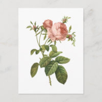 cabbage rose (Rosa centifolia foliacea) by Redouté