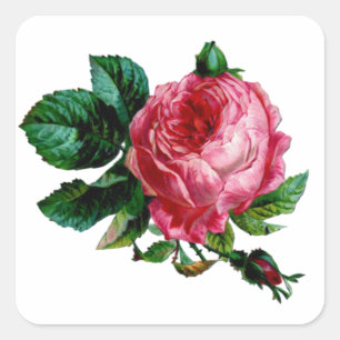 Cabbage Rose Stickers