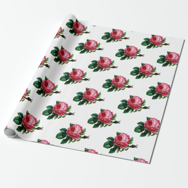 Cabbage Rose Wrapping Paper (Unrolled)