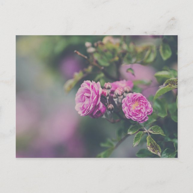Cabbage Roses Postcard (Front)