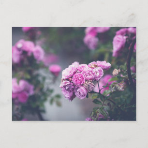 Cabbage Roses Postcard