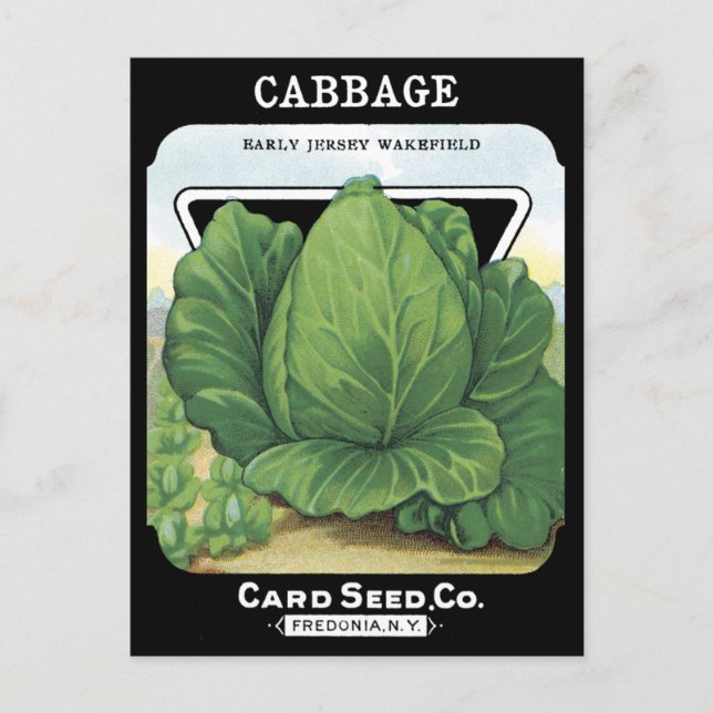 Cabbage Vintage Seed Packet Vegetable Leafy Green Postcard (Front)