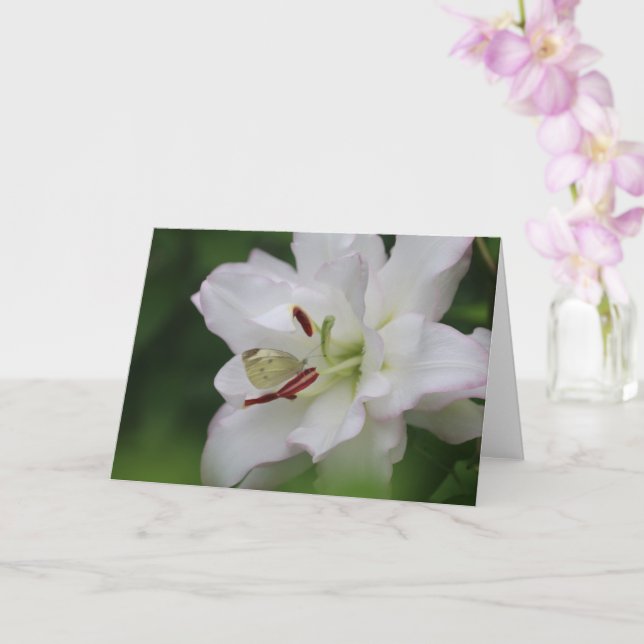 Cabbage White Butterfly on Lily Photo Blank Card (Orchid)