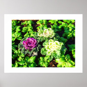 Cabbages and primulas poster