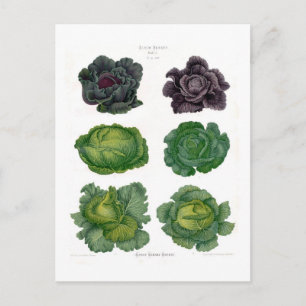 Cabbages Postcard