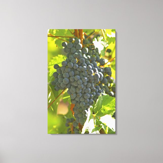 Cabernet Sauvignon grape bunch in the Chateau Canvas Print (Front)