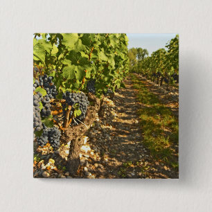 Cabernet Sauvignon vines in a row in the 15 Cm Square Badge