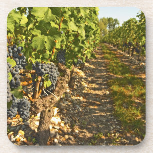 Cabernet Sauvignon vines in a row in the Coaster