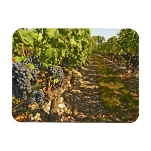 Cabernet Sauvignon vines in a row in the Magnet