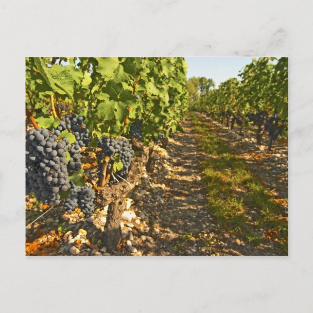 Cabernet Sauvignon vines in a row in the Postcard (Front)