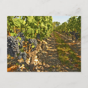 Cabernet Sauvignon vines in a row in the Postcard