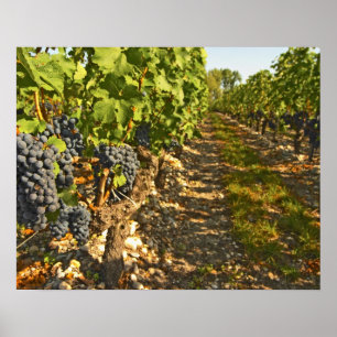 Cabernet Sauvignon vines in a row in the Poster