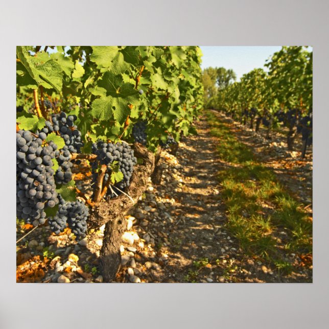 Cabernet Sauvignon vines in a row in the Poster (Front)