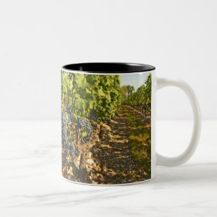 Cabernet Sauvignon vines in a row in the Two-Tone Coffee Mug