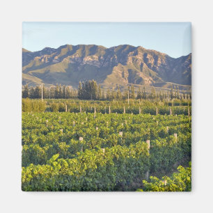 Cabernet Sauvignon vines in Huailai Rongchen 2 Magnet