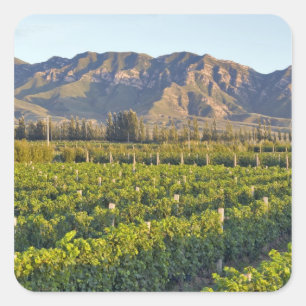 Cabernet Sauvignon vines in Huailai Rongchen 2 Square Sticker