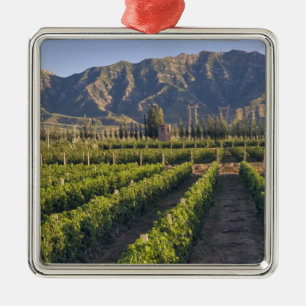 Cabernet Sauvignon vines in Huailai Rongchen Metal Tree Decoration