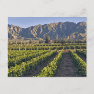 Cabernet Sauvignon vines in Huailai Rongchen Postcard