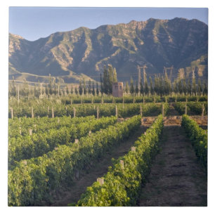 Cabernet Sauvignon vines in Huailai Rongchen Tile