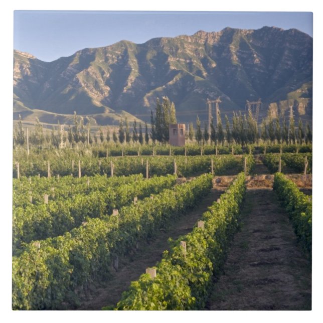 Cabernet Sauvignon vines in Huailai Rongchen Tile (Front)
